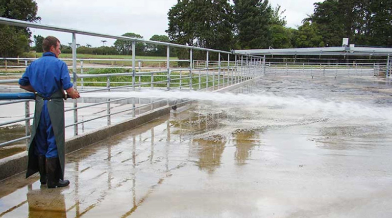 Hosing down Dairy floor